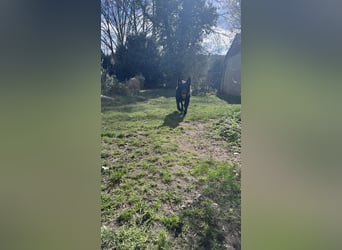 Schwarzer Schäferhund LARK sucht eine neue Familie!