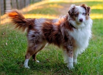 Mini Aussie Deckrüde, 36 cm, red merle, blaue Augen, Toy Australian Shepherd
