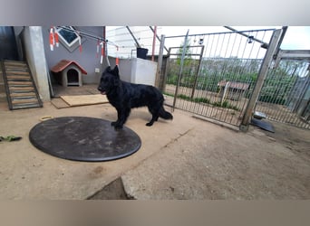 Altdeutsche Schäferhund Hündin