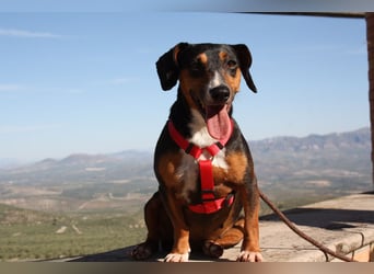 Fröhliche, niedliche SASA sucht ihr Körbchen! Lieb, verspielt,  voller positiver Energie