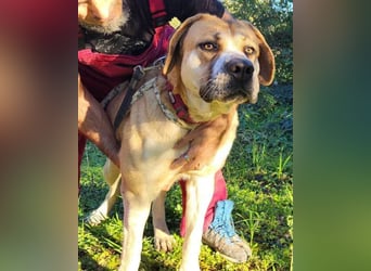 Notfell-Hündin ♥Honey♥ sucht dringend ihre emphatische PS/ES
