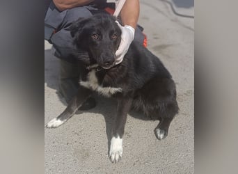 liebenswerte Husky Mischlingshündin Aurora sucht ihre Familie
