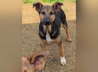 lieber Bruce sucht sein kuscheliges Zuhause