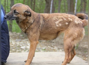 Kuckuck, zauberhafte NISHA sucht liebevolle Familie