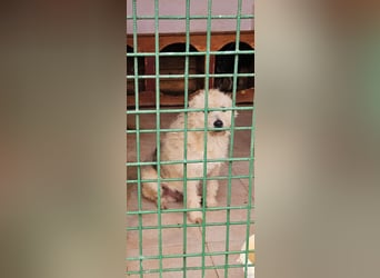 SOS Fluffy sitzt noch in der Tötung