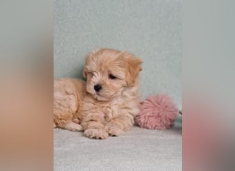 Maltipoo welpe rüde