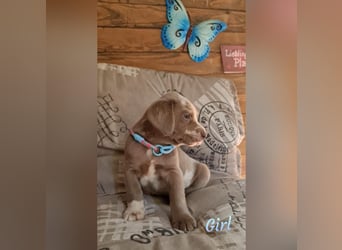 Labrador Aussiedor Welpen  in silber und silber merle aus liebevoller Zucht