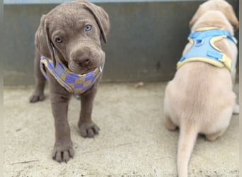 Labrador Welpen reinrassig Rüde Silber NRW Düsseldorf Köln Kleinanzeige