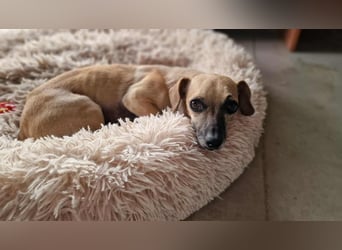 MARISKA ❤ EILIG! sucht Zuhause oder Pflegestelle
