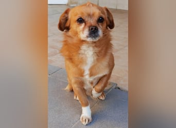 Reserviert! Pavarotti der Herzenbrecher!