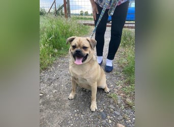 Jedi, geboren 01.01.2023, 45cm sucht sein Zuhause
