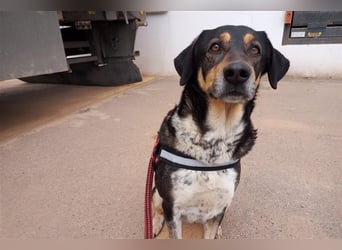 Juanita - Hündin in Spanien
