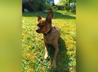 Zwergpinscher Rüde, freundlich, gut sozialisiert, gehorsam, stubenrein sucht ruhiges Heim