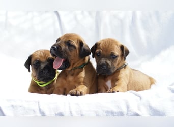 wunderschöne Rhodesian Ridgeback Welpen ! ! ! absolut vitale und einwandfreie kleine Engel