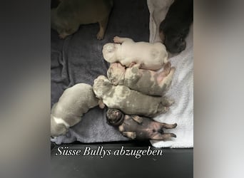 Süsse Französische Bulldoggenbabies sind da!