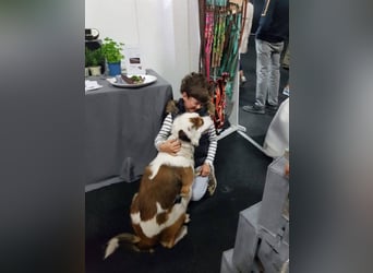 Kaninchen - Australien Shepherd Mix