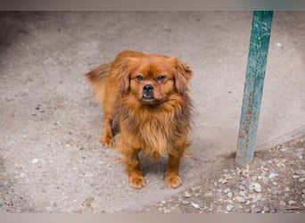 JANOSCH - Lustiger, netter Bub sucht Körbchen für immer