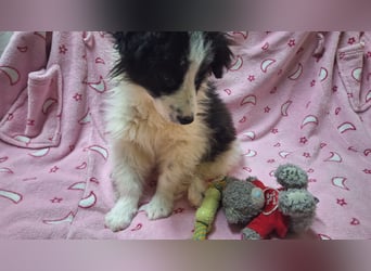 Kleine Lola sucht ein Zuhause