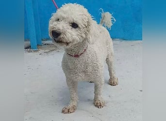 ❤️ lieber kleiner DARI - 4 Jahre, 30cm/9kg - Bichon-Mischling