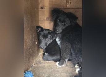 Lola LM – Sanfte Junghündin sucht geduldige Menschen mit Herz