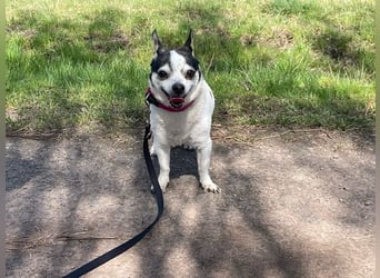 Charly, Chihuahua-Mix, geb. 2015, sucht ruhiges Zuhause