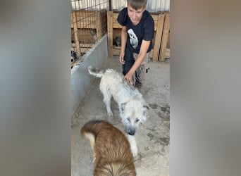 Monty – sanftmütiger, weiser, großer Bub sucht seine Menschen