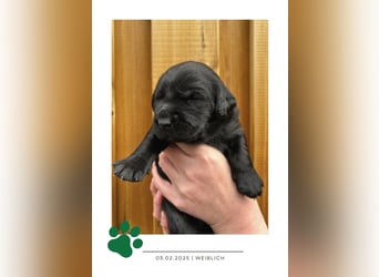 Wunderschöner Golden Retriever - Labrador Mix Welpe