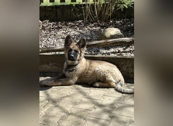 Altdeutsche Schäferhunde