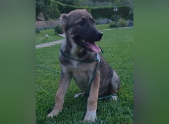 LILY❤️HSH-Mix-Hündin: eine echte Herzensbrecherin & sanfte Seele