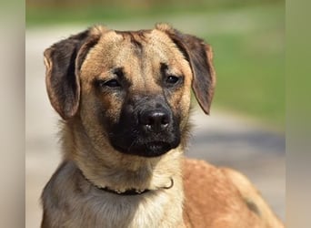 Buffy ist ein fröhlicher, aktiver Hund