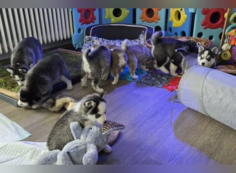 Zauberhafte Pomsky Welpen in echter Minihusky-Optik