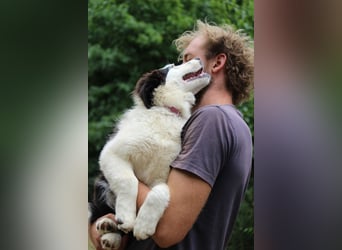 Australian Shepherd ASCA Welpen