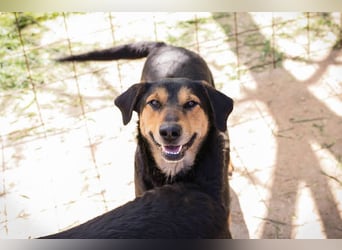 Jack: Ein Hund zum Pferdestehlen!