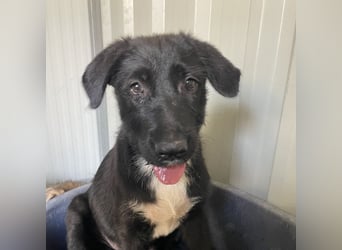 Paquito - welpentypisch verspielter und lebhafter Rüde / z.Zt. noch in Spanien