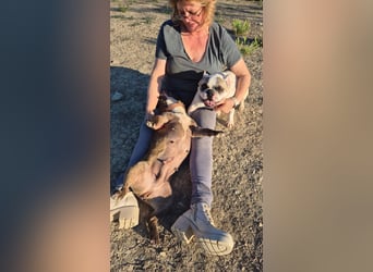 Zwei Frenchies suchen zusammen ihr Glück