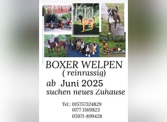 Kräftige BoxerWelpen (barfen + Natur Ernährung)