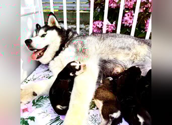 FCI Pedigree Blue Eyed Black & White Siberian Husky Champion Puppy