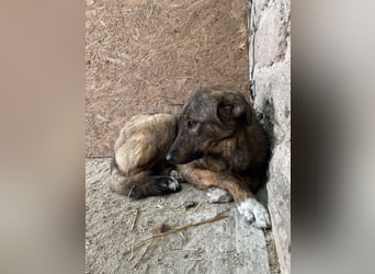 AVA, Hündin, 1,5 Jahre, 52 cm, Mischling, Tierschutz