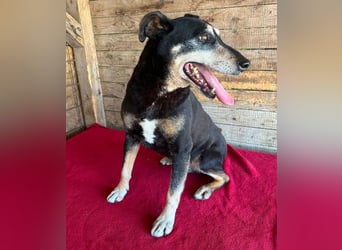 JANOSCH - traurige Geschichte - 13 Jahre, 45cm/15kg - Mischling