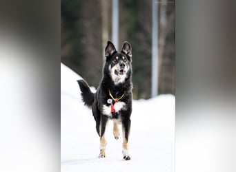 Soziale Sirena sucht ihre Familie