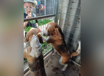 Nanook, freundlicher und aktiver Beagle, geb. 03/2022