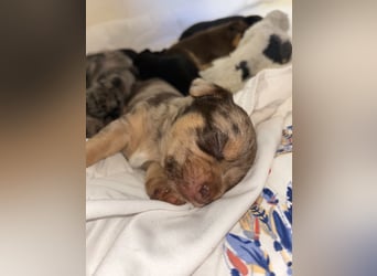 Chihuahua mix Welpen