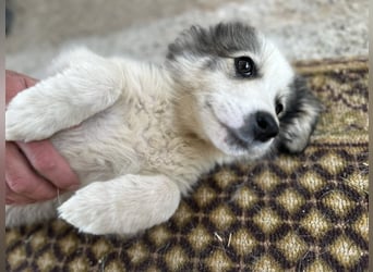 Balto- Der kleine Welpe mit der großen Hoffnung