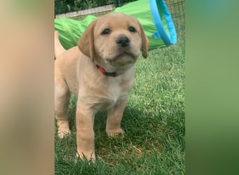 Reinrassige Labrador Welpen m.P. aus liebevoller Zucht