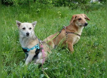 Zarte Amila sucht eine neue Familie
