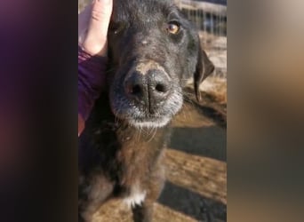 Vigor - sanfter Hundemann mit langen Beinchen