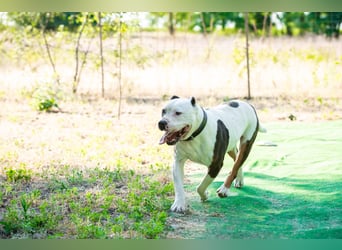 Bruce-DG, sanfter Dickkopf sucht warmes Zuhause!