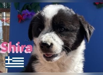Shira,geb.02/25,verschmustes Waisenkind sucht ihr"Für-immer-Zuhause"