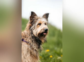 Verschmuste Maya sucht ihre Menschen