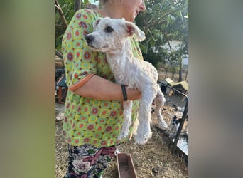 Kefir, geboren 20.04.2020, 29cm sucht sein Körbchen